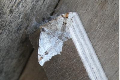 <i>Macaria alternata</i>