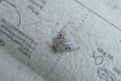 <i>Orthosia gothica</i>