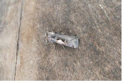 <i>Xestia c-nigrum</i>