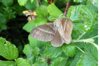 <i>Macrothylacia rubi</i>