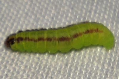 <i>Acrobasis advenella</i>