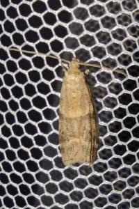 <i>Ephestia elutella/woodiella</i>