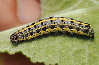 <i>Orthosia miniosa</i>