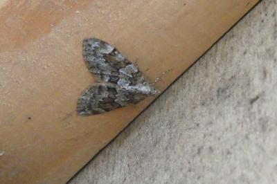 <i>Thera britannica/obeliscata/variata</i>