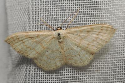 <i>Scopula floslactata</i>