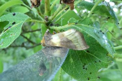 <i>Diachrysia chrysitis</i>