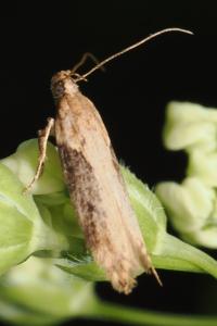 <i>Scrobipalpa costella</i>