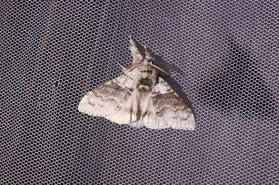 <i>Calliteara pudibunda</i>