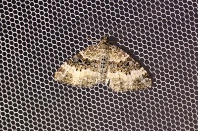 <i>Epirrhoe alternata</i>