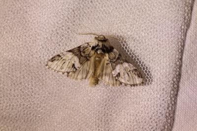 <i>Drymonia dodonaea</i>