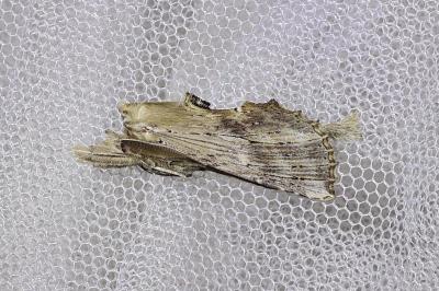 <i>Pterostoma palpina</i>