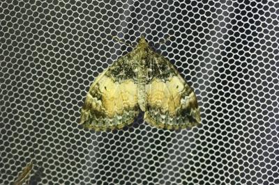 <i>Dysstroma truncata</i>