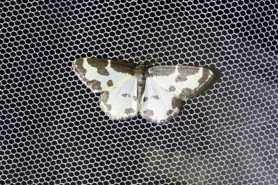 <i>Lomaspilis marginata</i>