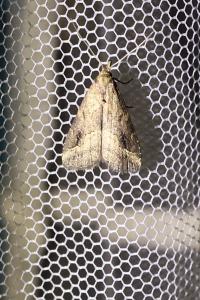 <i>Schrankia costaestrigalis</i>