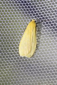 <i>Wittia sororcula</i>