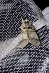 <i>Drymonia ruficornis</i>