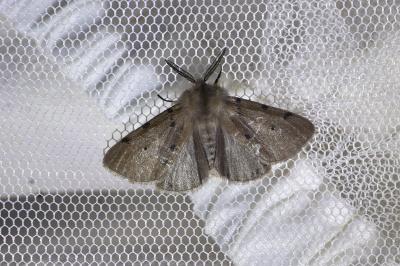 <i>Diaphora mendica</i>