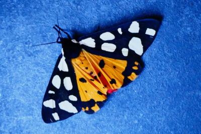 <i>Arctia villica</i>