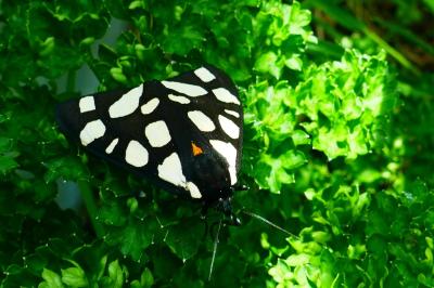 <i>Arctia villica</i>