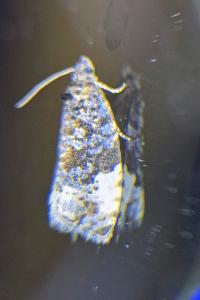 <i>Hedya pruniana</i>