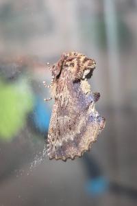 <i>Ptilodon capucina</i>