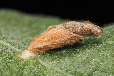 <i>Coleophora lusciniaepennella</i>