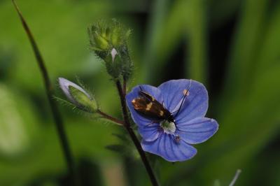 <i>Cauchas fibulella</i>