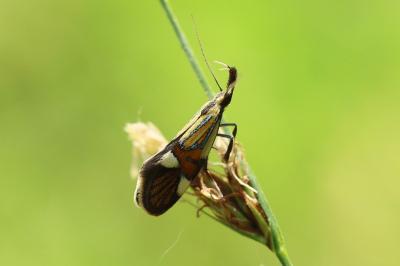 <i>Alabonia geoffrella</i>
