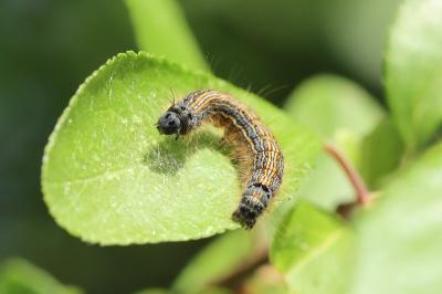 <i>Malacosoma neustria</i>