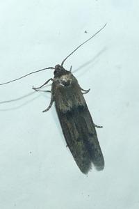 <i>Blastobasis phycidella</i>