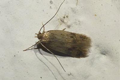 <i>Borkhausenia nefrax</i>