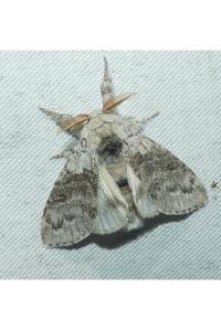 <i>Calliteara pudibunda</i>