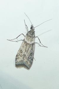 <i>Eudonia angustea</i>