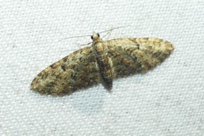<i>Eupithecia abbreviata</i>