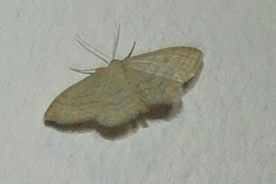 <i>Idaea subsericeata</i>