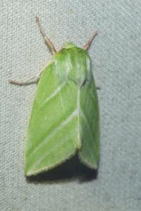 <i>Pseudoips prasinanus</i>