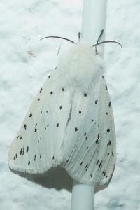 <i>Spilosoma lubricipeda</i>