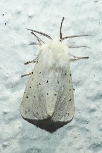 <i>Spilosoma lubricipeda</i>