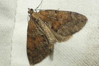 <i>Thera britannica/obeliscata/variata</i>