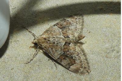 <i>Thera britannica/obeliscata/variata</i>