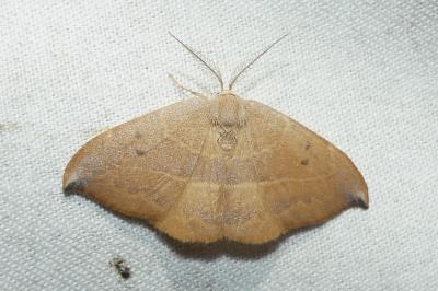 <i>Watsonalla uncinula</i>