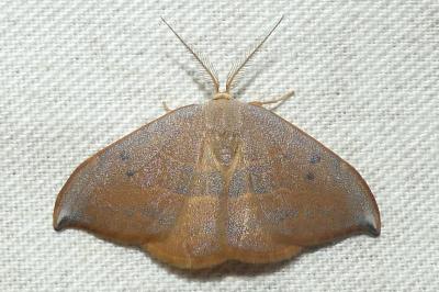 <i>Watsonalla uncinula</i>