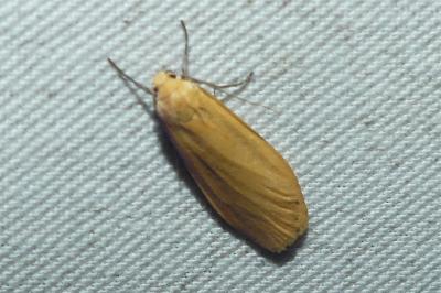 <i>Wittia sororcula</i>