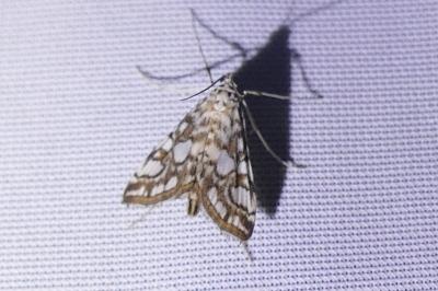 <i>Elophila nymphaeata</i>