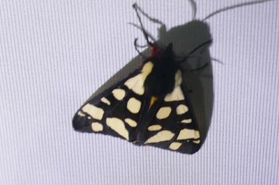 <i>Arctia villica</i>