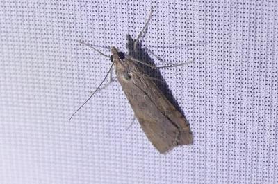 <i>Nomophila noctuella</i>