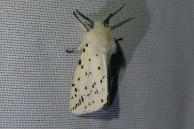 <i>Spilosoma lubricipeda</i>