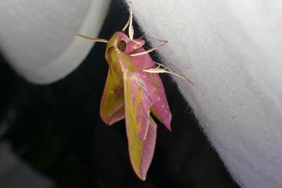 <i>Deilephila elpenor</i>