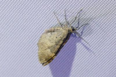 <i>Xanthorhoe ferrugata</i>