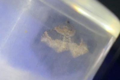 <i>Xanthorhoe ferrugata</i>